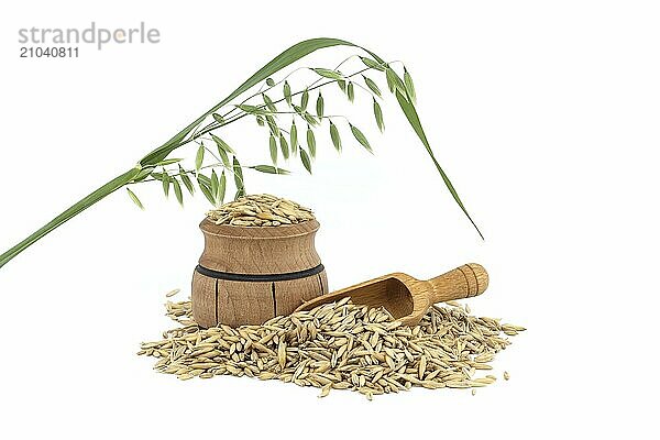 Whole oat grain seeds with hulls or husks isolated on a white background. Agriculture  diet and nutrition