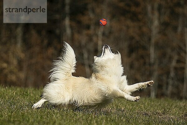 Ball games with my Icelandic dog