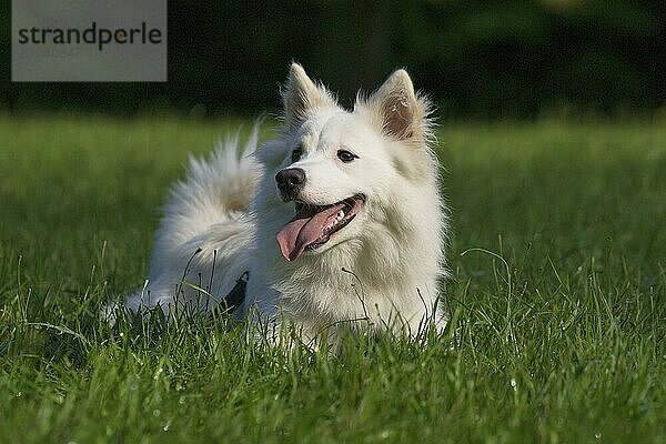 Icelandic dog (Ruede  9 months old)