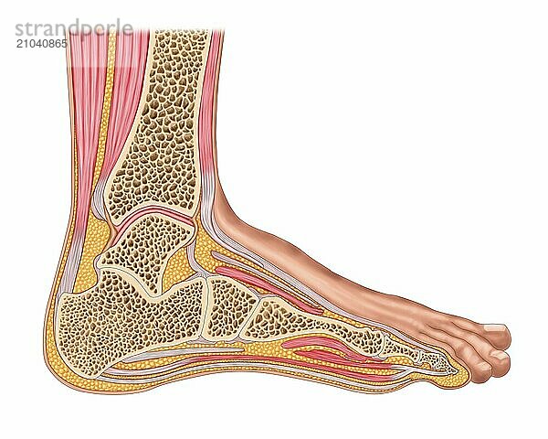 Longitudinal section of human foot in a sagittal plane