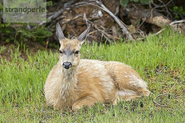 A female black-tailed deer  Odocoileus hemionus columbianus  lays comfortably in the grass on Hurricane Ridge in Washington