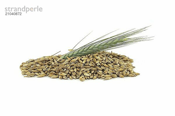 Barley seeds with the outer husk and barley ears isolated on white background  new grain harvest concept