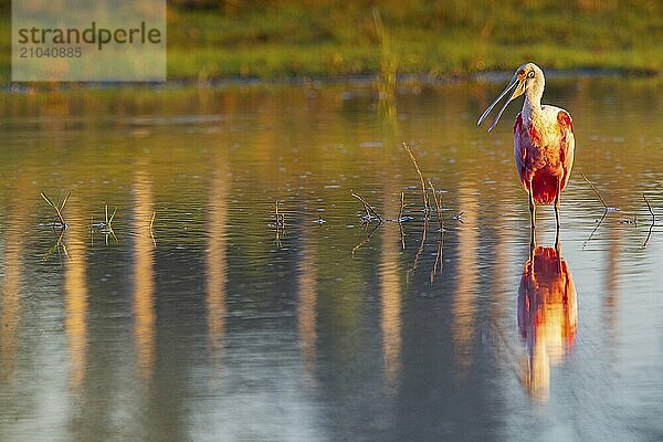 Roseate spoonbill (Ajaia ajaja) Pantanal Brazil