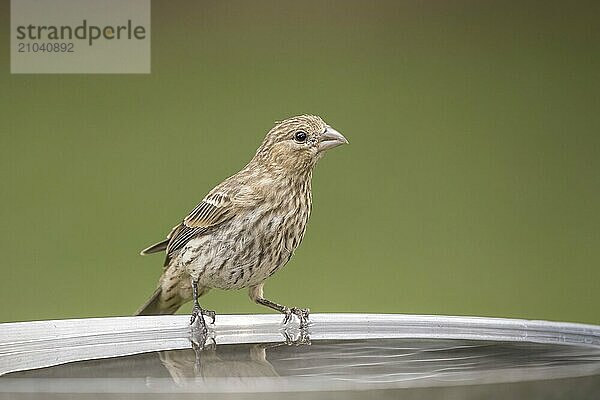 A cute little song sparrow is perched on the edge of a bird bath in north Idaho