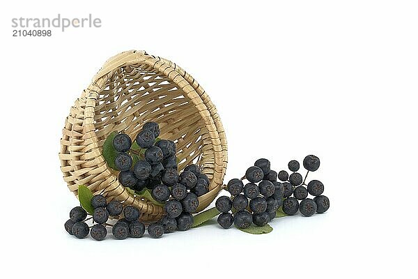 Aronia  commonly known as the chokeberry  with leaves. Freshly picked homegrown aronia berries isolated on white background