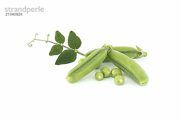 Group of fresh green peas  pea pods with green leaves and open pea pod in close up isolated on white background