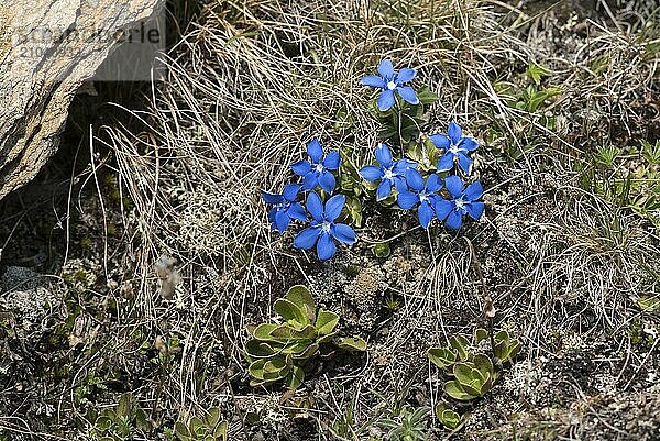 Spring gentian in the Stelvio National Park in South Tyrol