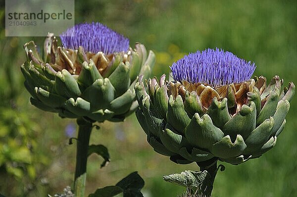 Flowers of the globe artichoke  (Cynara cardunculus) a perennial thistle originating in Southern Europe around the Mediterranean