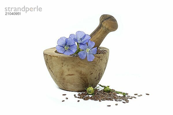 Vibrant blue flax flower is sitting on wooden mortar filled with small brown linseed near flax fruit round capsules isolated on white background