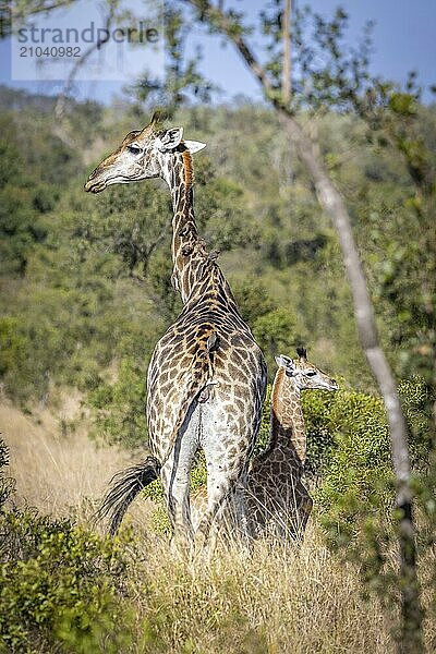 Young southern giraffe (Giraffa giraffa) with mother  Manyeleti Game Reserve  South Africa  Africa