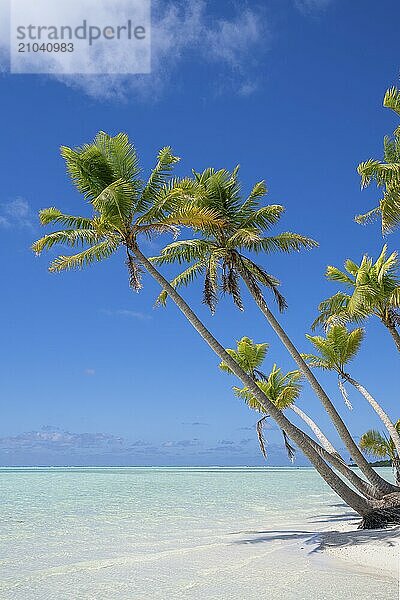 Bundle of coconut palms (Cocos nucifera)  private island  bird island  privileged  ecological  adventure  Tetiaroa  atoll  Marlon Brando Island  French Polynesia  Society Islands  Leeward Islands  Oceania