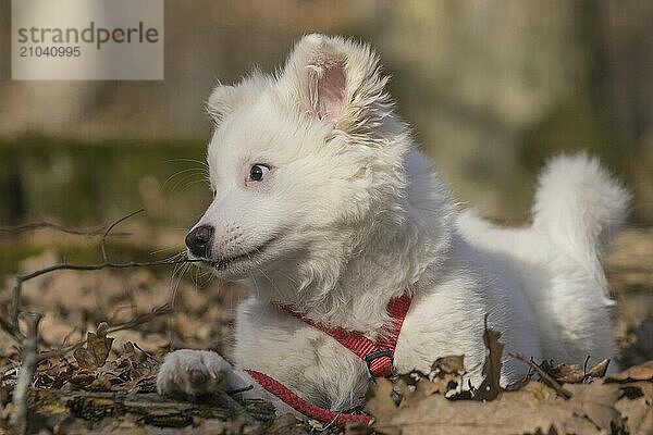 Island dog puppy