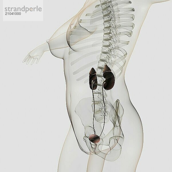 Three dimensional view of female urinary system  profile view