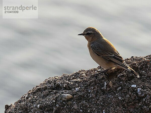 A female wheatear sitting on a rock