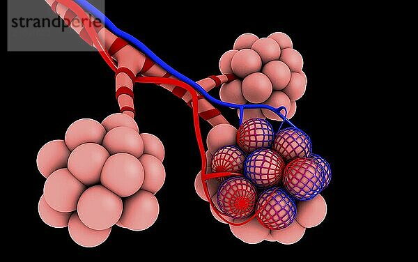 Conceptual image of alveoli