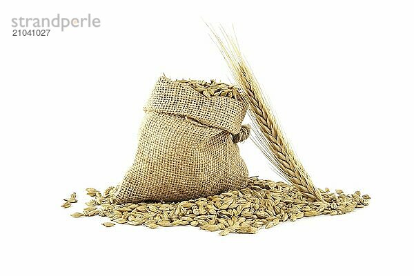 Barley grain seeds spilling from a jute sack near to barley ears over white background  new grain harvest concept