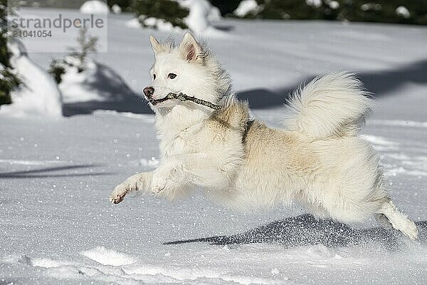 Icelandic dog in the snow