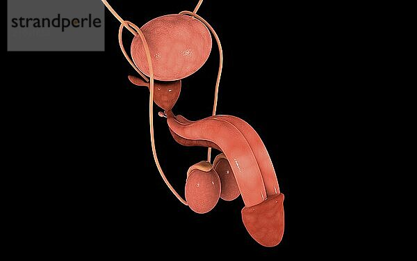 Conceptual image of human male reproductive organs