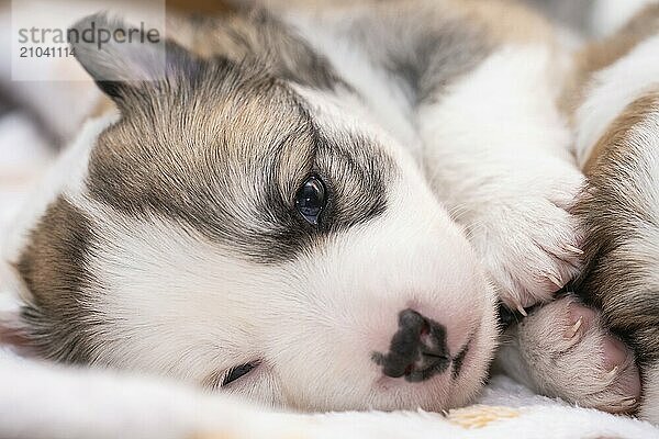 Three week old Icelandic dog