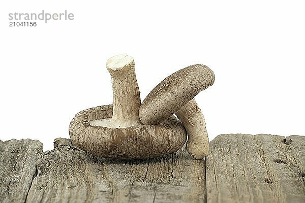 Shiitake mushrooms on a rustic wood surface over white background. Lentinula edodes  medicinal herbs and fungi