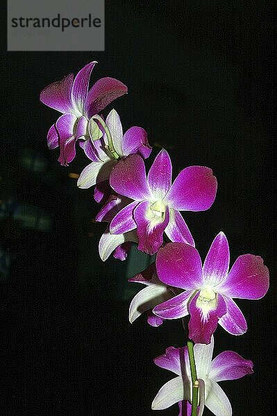 Colourful orchids on black background