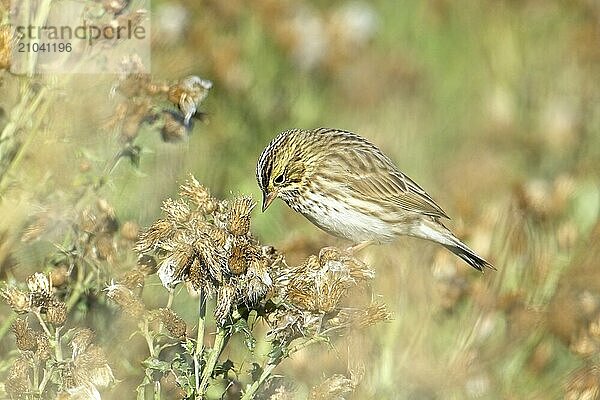 A cute song sparrrow is perched on a plant in heavy vegetaion near Liberty Lake  Washington