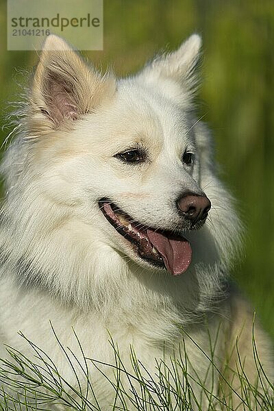 Icelandic dog  photographed in Stuttgart's Killesbergpark