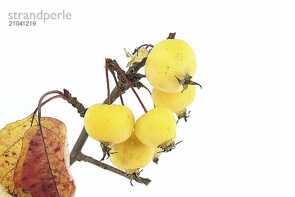 Twig with wild apple fruit and yellowed leaves isolated on white background. Malus sylvestris  European crab apple  European wild apple or simply the crab apple