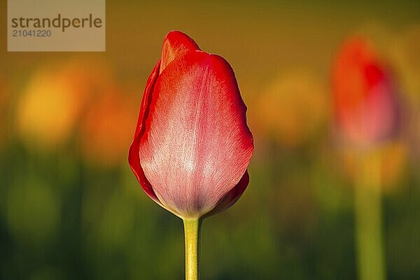 Every year  a colourful tulip exhibition takes place on the edge of the Swabian Alb