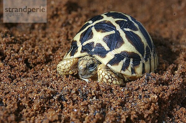 Indian Starred Tortoise  Geochelone elegans  Tamil Nadu  South India