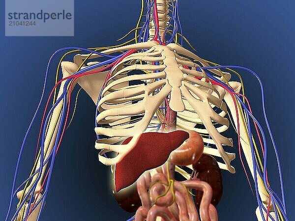 Human skeleton showing digestive system and nervous system