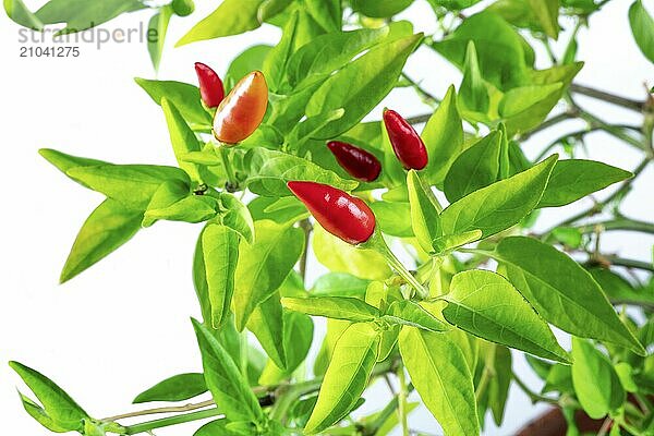 Organic red peppers on a plant with green leaves on a white background  spicy harvest  Food photography