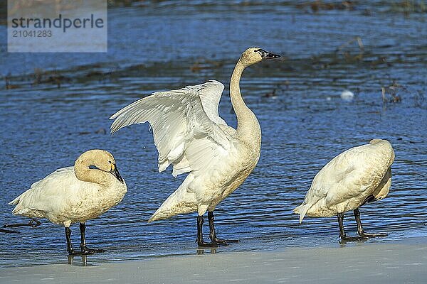 A tundra swan between two other swans is flapping its wings in north Idaho