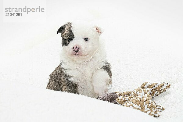 4 week old Icelandic puppy