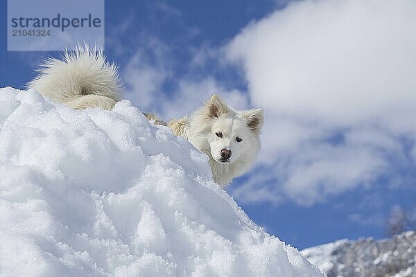 Icelandic dog in the snow