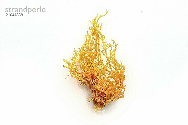 Irish sea moss. Chondrus Crispus  healthy organic raw seaweed  a close-up on a white background  isolated  Food photography  Food photography