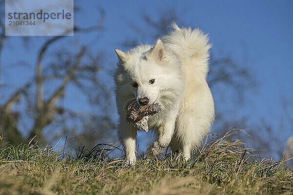 Retrieving Icelandic Hound