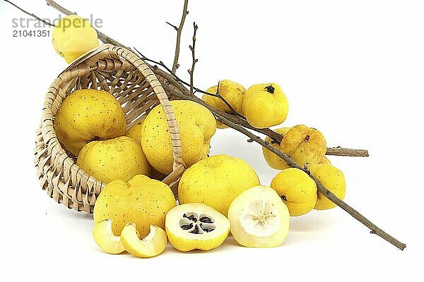 Wicker basket overflowing with fresh and vibrant yellow quince fruits on a white background  whole and half-cut quince fruits are scattered around the basket