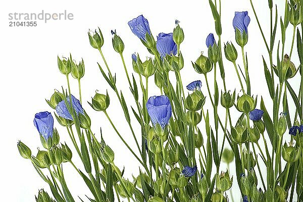 Close-up of a vibrant and beautiful blue flax flowers and plants isolated on white background