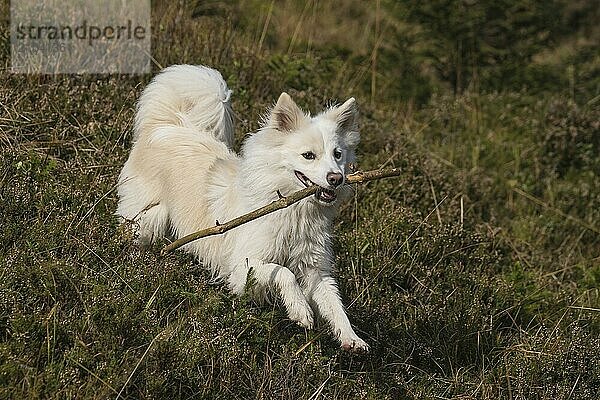 Racing Icelandic hound