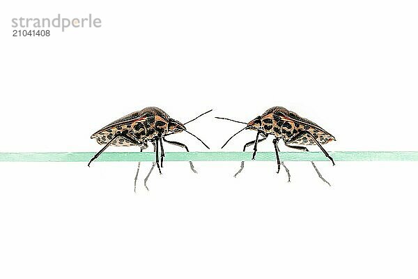 Two striped bugs crawling on a pane of glass cropped on white