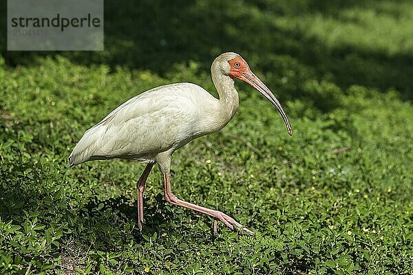 An American white ibis searches for food in Deland  Florida