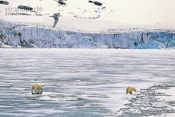 Polar bears (Ursus maritimus) walking on melting ice by a sea glacier in the arctic  Svalbard