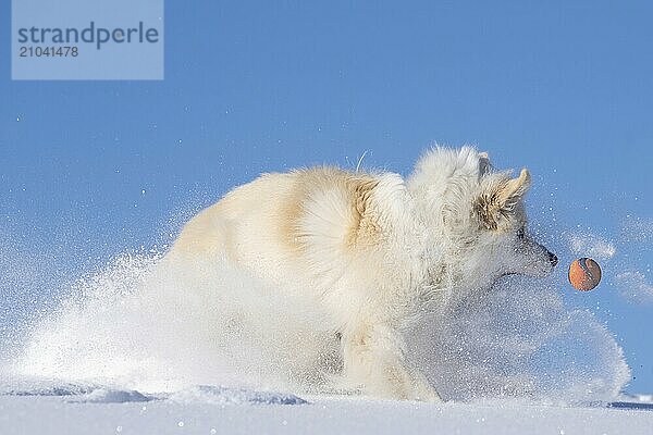 Icelandic dog playing in the snow