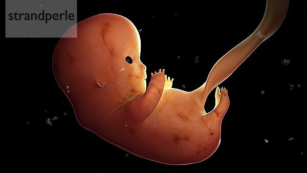 Fetus development at 8 weeks