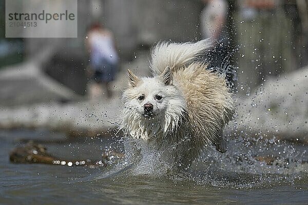 Water fun in Lake Constance