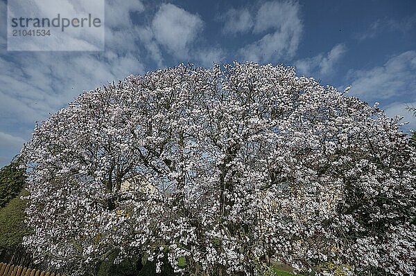 Flowering myrobolane (Prunus cerasifera)  Bavaria  Germany  Europe