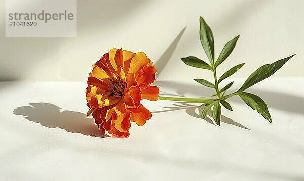 A vibrant marigold against a backdrop of white  casting a striking shadow AI generated