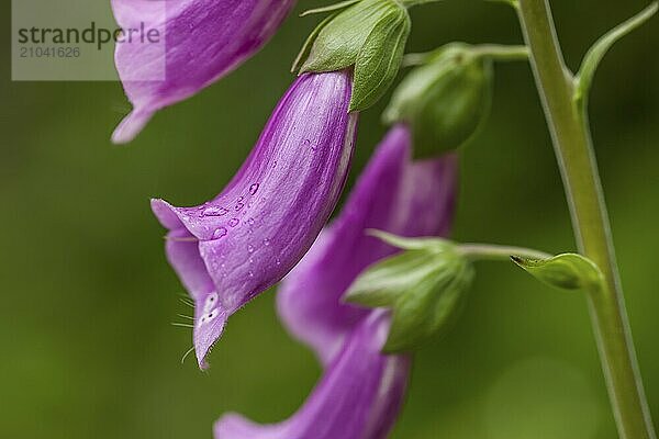 A close up of a foxglove flower in the Olympic Peninsula of Washington