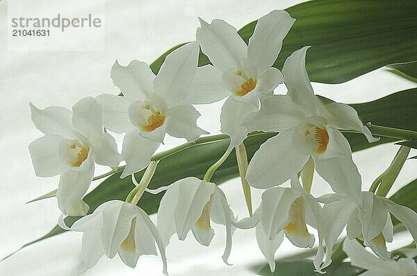 White orchid  Coelogyne mooreana  on white background